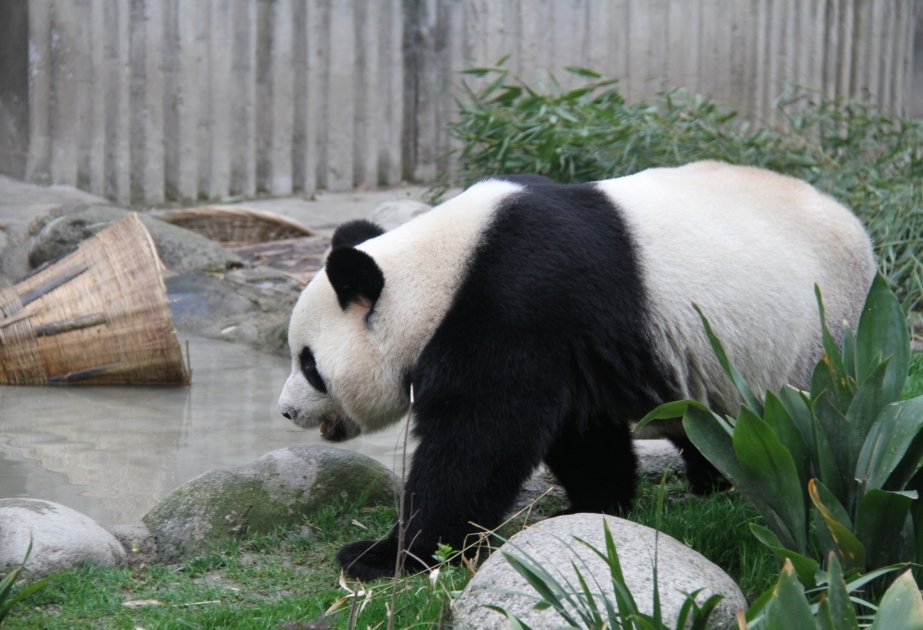 Çində panda qoruqları turistlər üçün açıq elan edilib  VİDEO