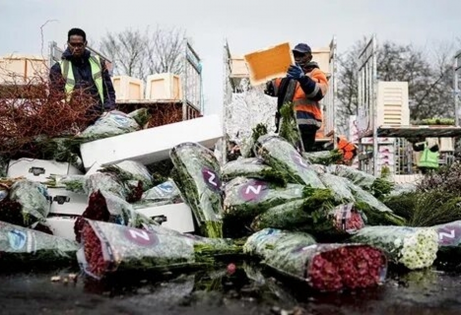 Португальские производители цветов вынуждены выбрасывать тонны растений