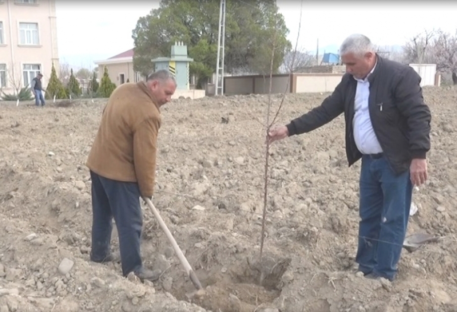 Şərur rayonunun Axaməd kəndində yeni meyvə bağı salınıb