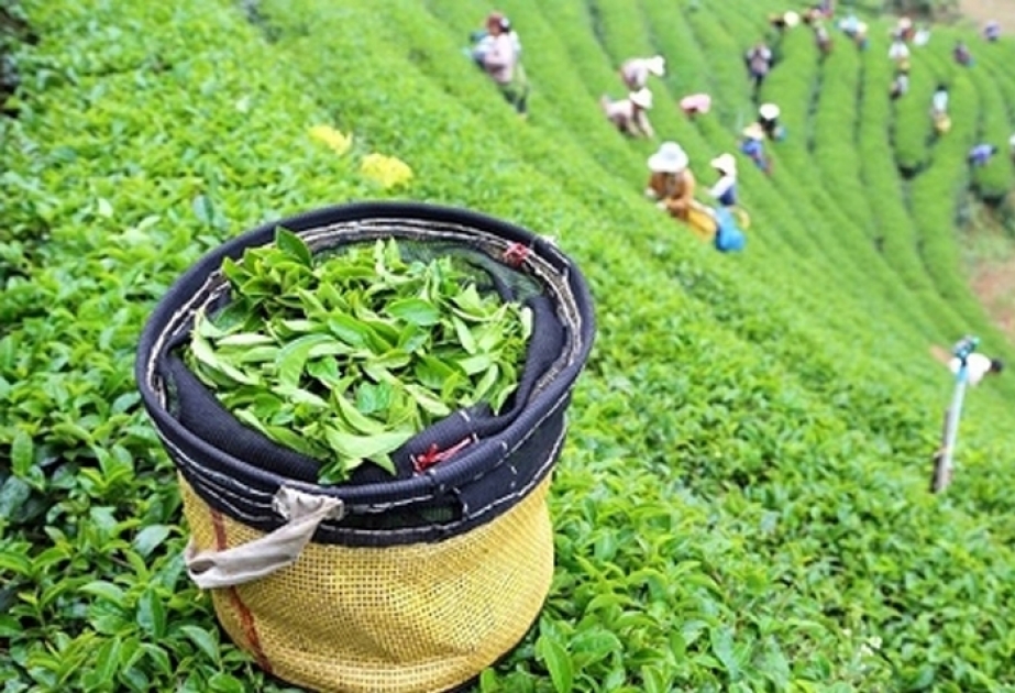 Les importations azerbaïdjanaises de thé ont augmenté
