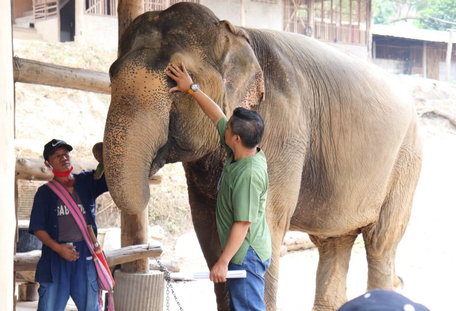 В Таиланде из-за коронавируса прекратили эксплуатировать слонов