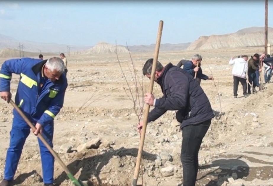 Ordubad rayonunda yeni meyvə bağı salınıb