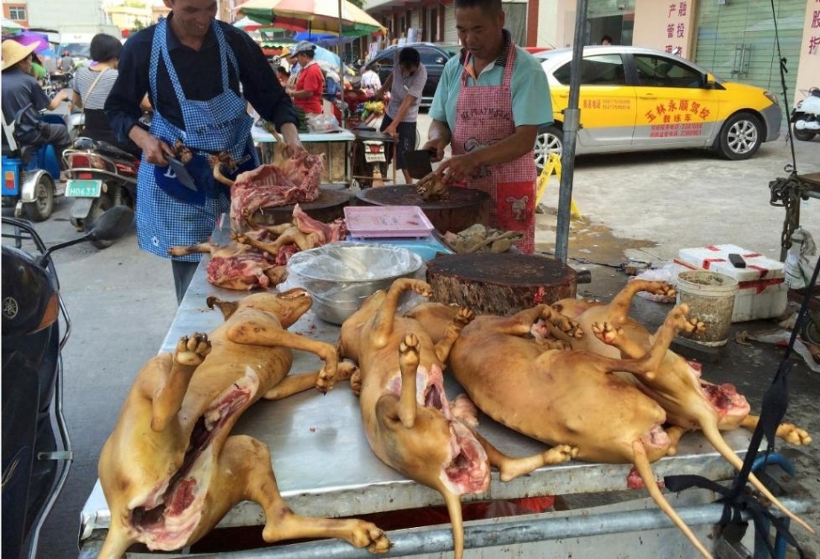 Handel und Konsum von Wildtieren in China verboten