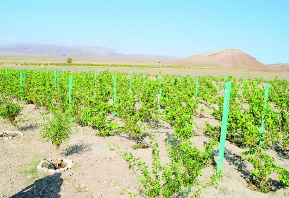 Sədərək rayonunda yeni üzüm bağı salınıb