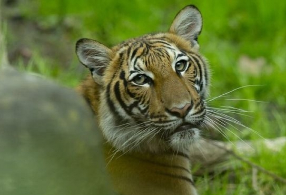 Коронавирус: заразились тигры и львы в зоопарке Нью-Йорка