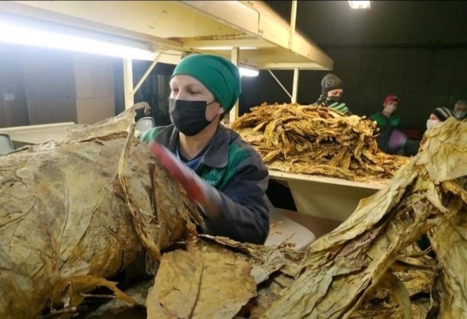 “Azərtütün”: 182 fermerlə tütün əkilməsinə dair müqavilə bağlanıb