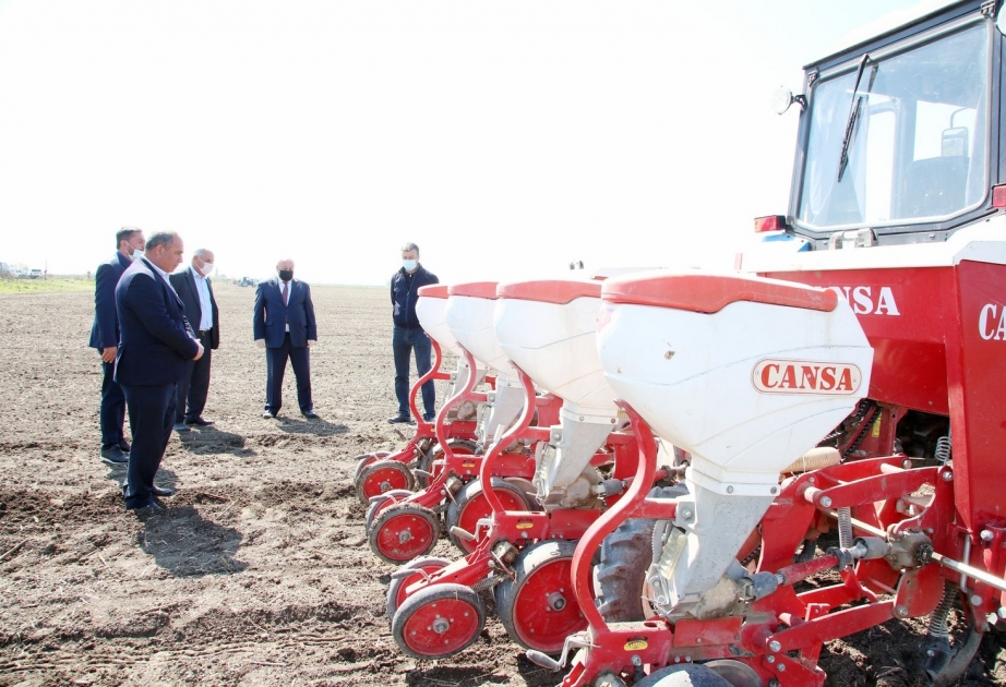 Ağcabədidə çiyid səpini davam edir - qısa vaxtda 700 hektara yaxın sahədə səpin aparılıb
