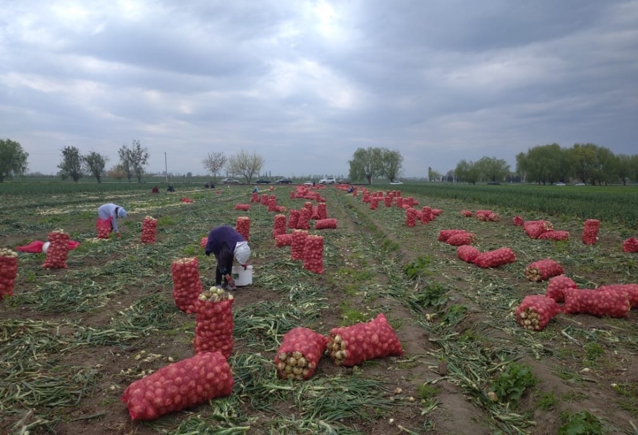 Bərdədə soğan yığımına başlanılıb