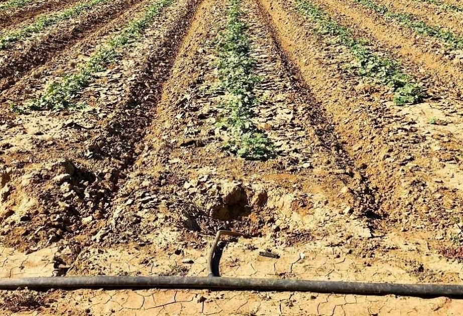 Quraqlıq Kaliforniya, Texas və Floridada fermerlərin işini çətinləşdirib