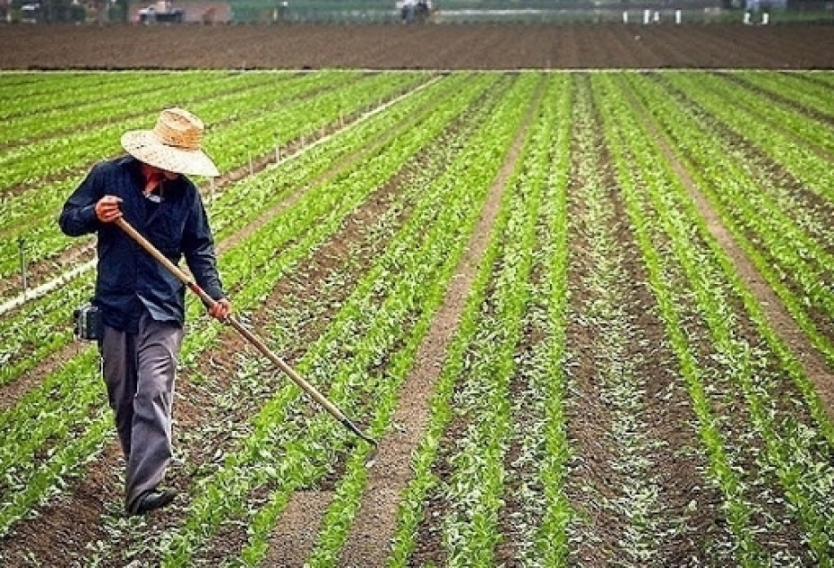 Se reducirá la carga social de los trabajadores agrícolas en Azerbaiyán