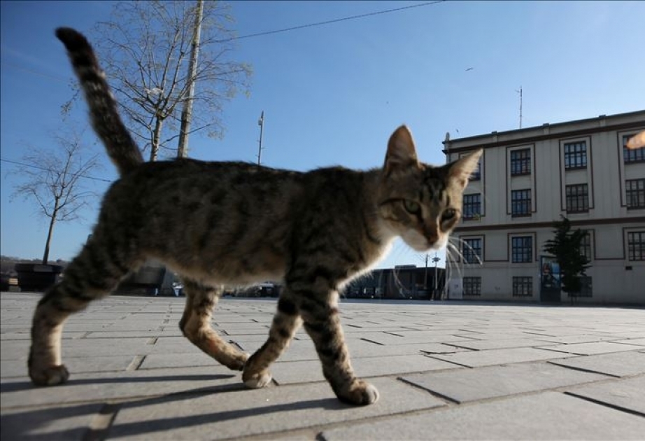 En Nueva York dos gatos dan positivo para COVID-19