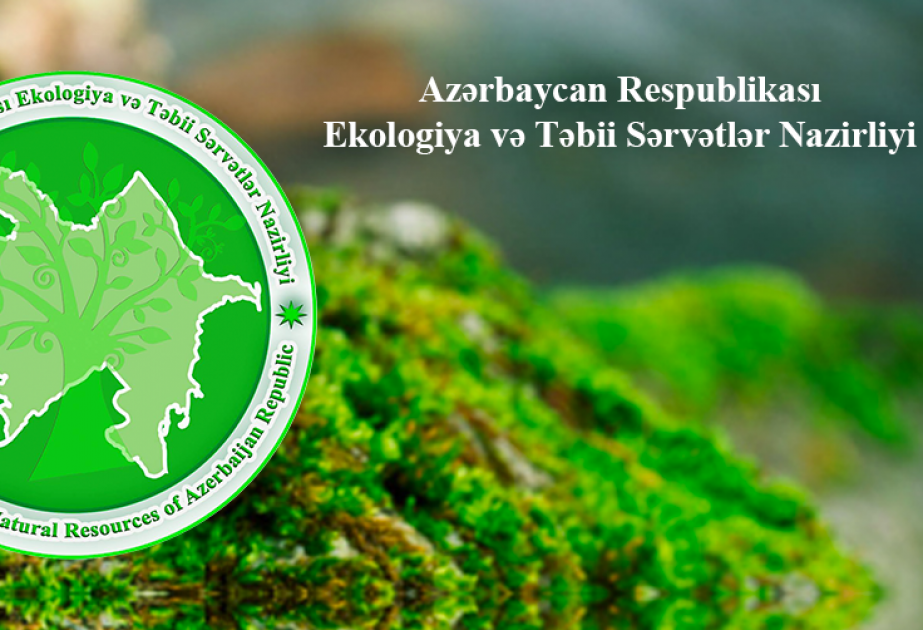 Ağac kəsən şəxs cəzalandırılıb