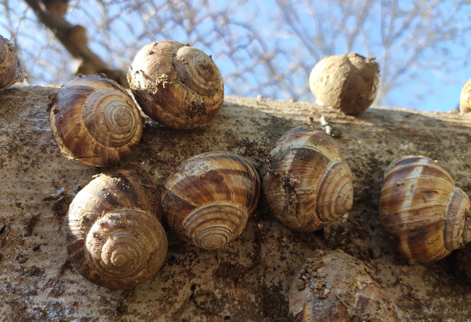 El caviar de caracol, uno de los manjares más caros del mundo, se produce en Shamakhi