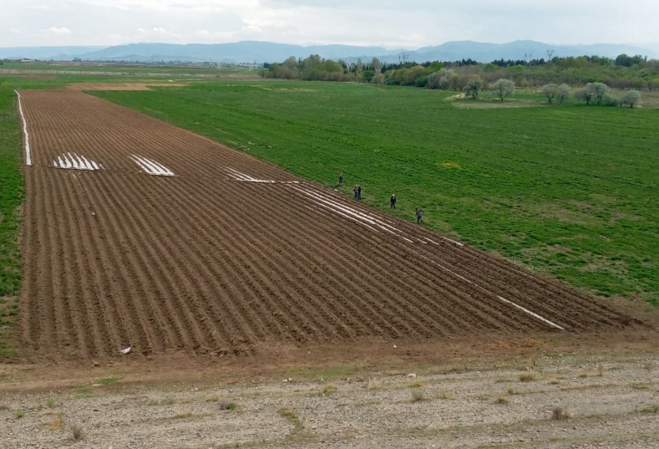 Tovuzda 60 hektar sahədə tütün plantasiyasının salınması nəzərdə tutulub
