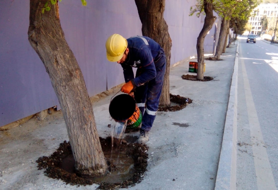 Ağacların dibini betonlayan şirkət cərimələnib