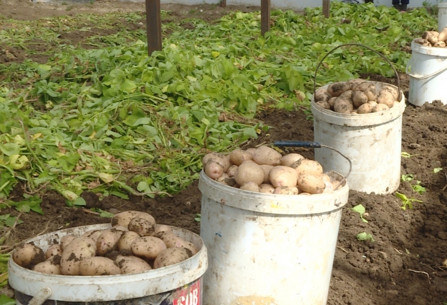 انطلاق حصاد البطاطس المزروع قبل الموسم في جليل أباد