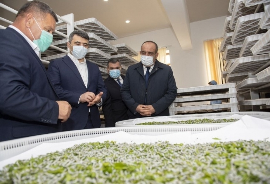 Se distribuyen 20 mil cajas de larvas industriales de gusanos de seda híbridos a los cultivadores de seda de Azerbaiyán