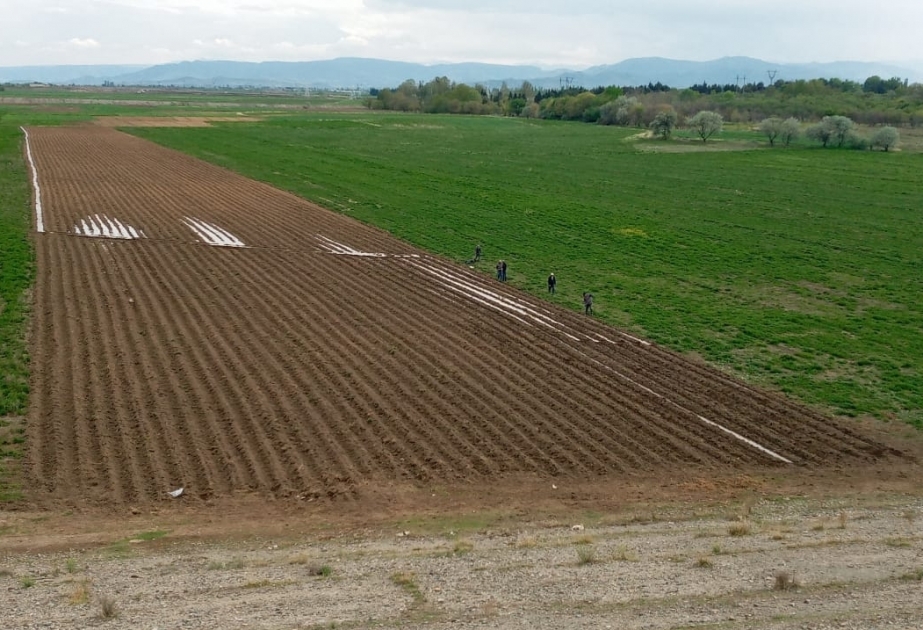 Farmer in Tovuz Region pflanzen in 60 ha großer Fläche Tabak