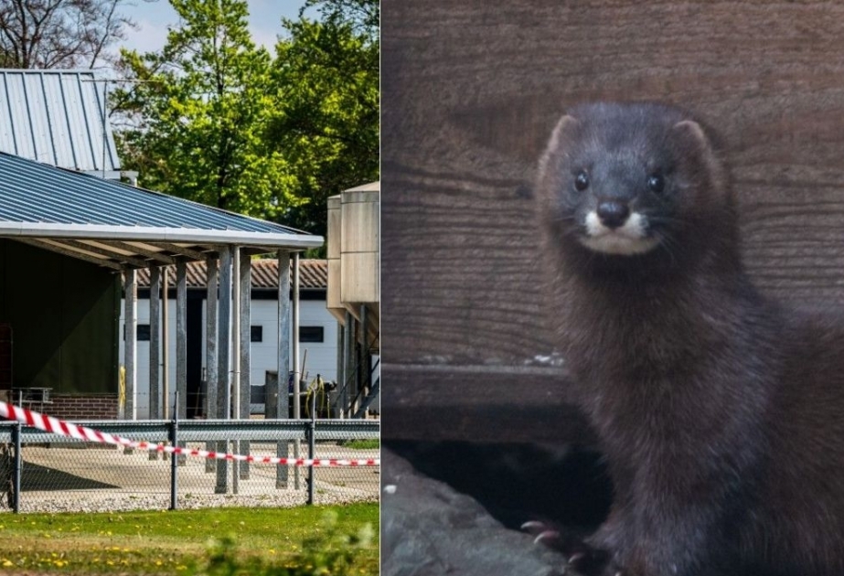 COVID-19: Niderlandda insanlar heyvanları koronavirusa yoluxdurub