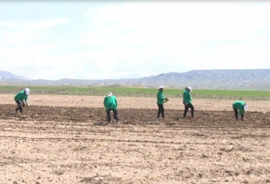 Farmer in Nachitschewan wollen in diesem Jahr Tabaksorten "İzmir" und "Virginia" anbauen