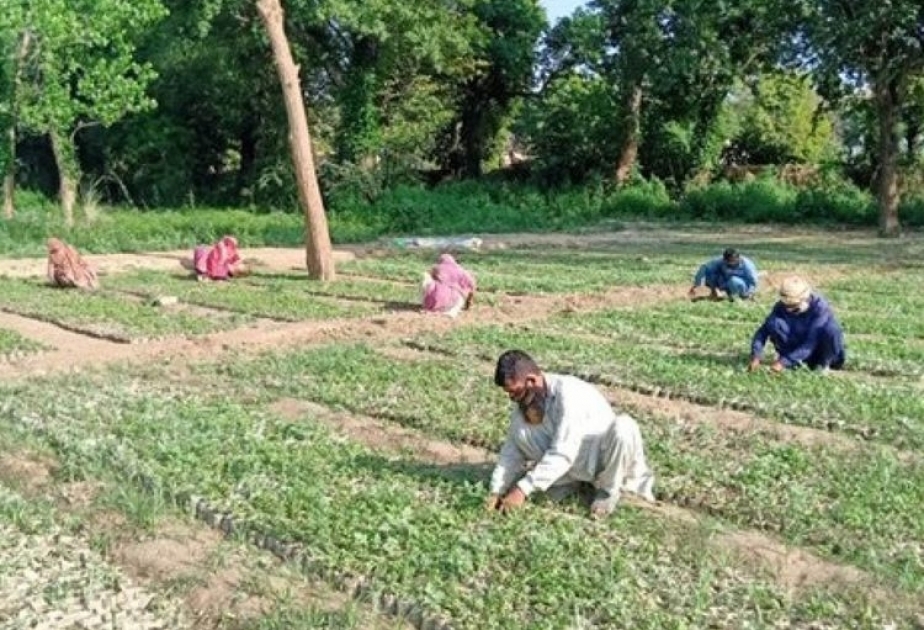 COVID-19: Pakistan fighting unemployment by planting trees