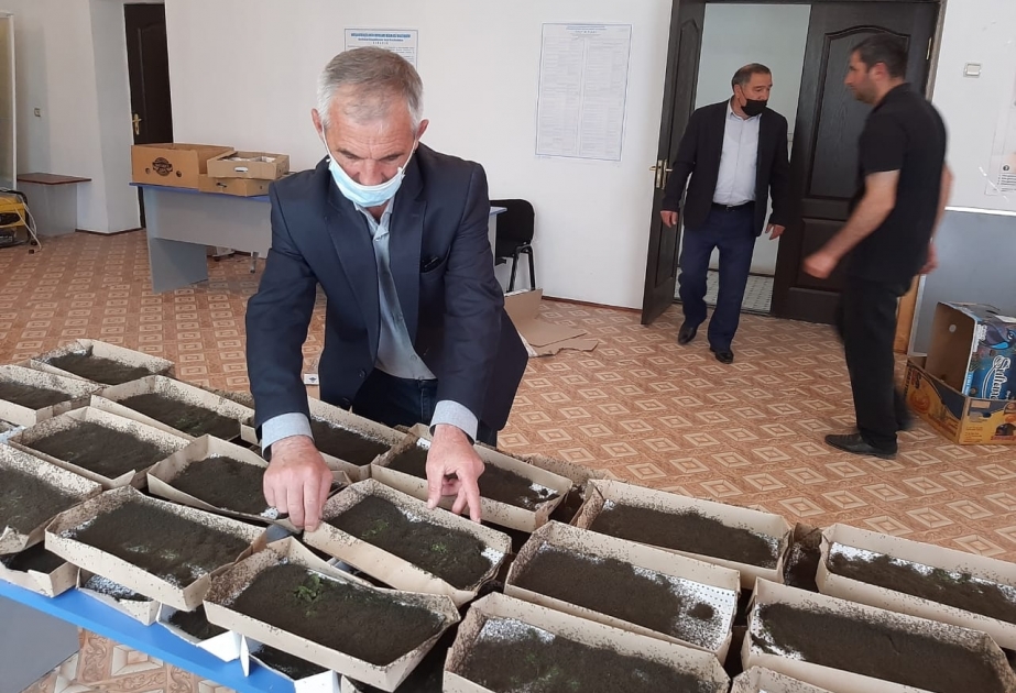 Bu il Yevlaxda 26 ton barama tədarükü gözlənilir