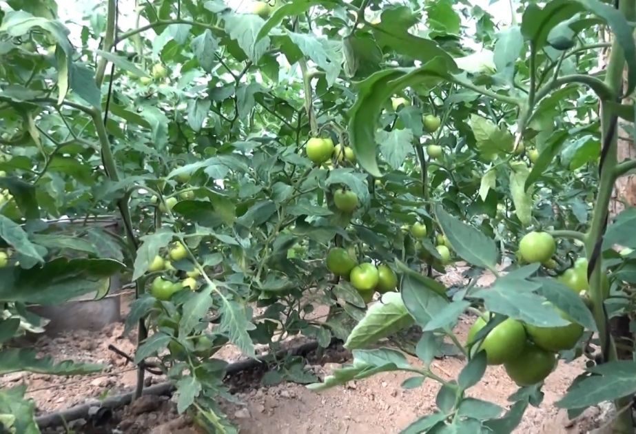 Nümunəvi ailə təsərrüfatı hər il istixanadan 4 tona yaxın məhsul götürür