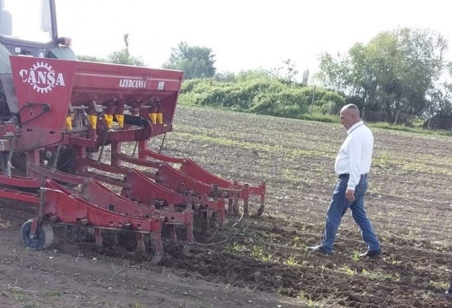 Ağcabədidə çiyid səpini davam edir - bu günədək 10 min hektardan çox sahədə səpin aparılıb