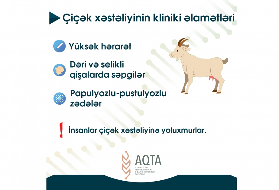 AQTA maarifləndirir: “Xırdabuynuzlu heyvanlarda çiçək xəstəliyi və ondan qorunma yolları”