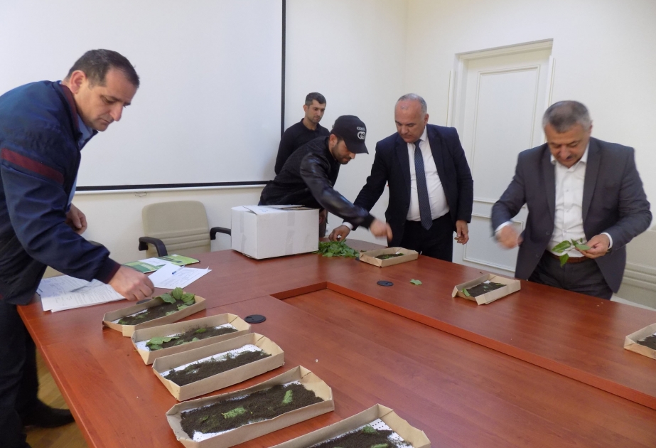 Astaralı kümçülərə 50 qutu ipəkqurdu toxumu paylanılıb