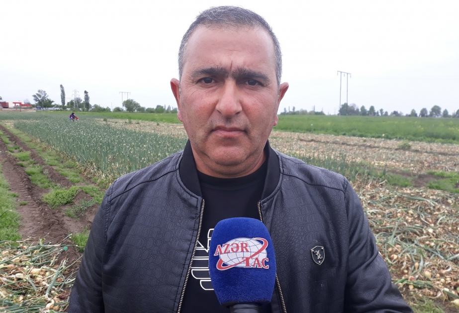 Faraş soğanın ixracı üçün bir sıra ölkələrdən sifarişlər olub