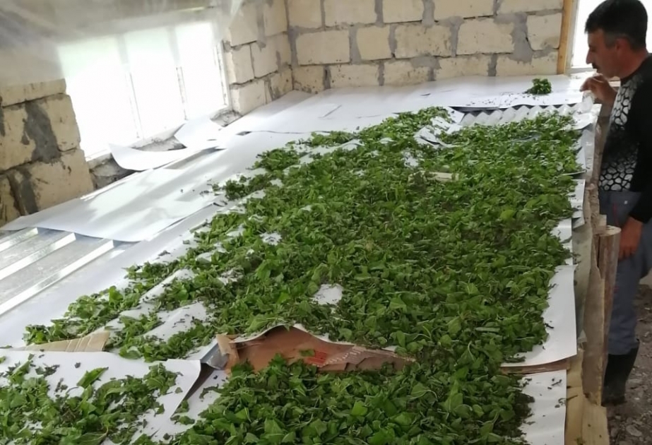 İsmayıllıda kümçülərə 180 qutu ipəkqurdu toxumu paylanıb