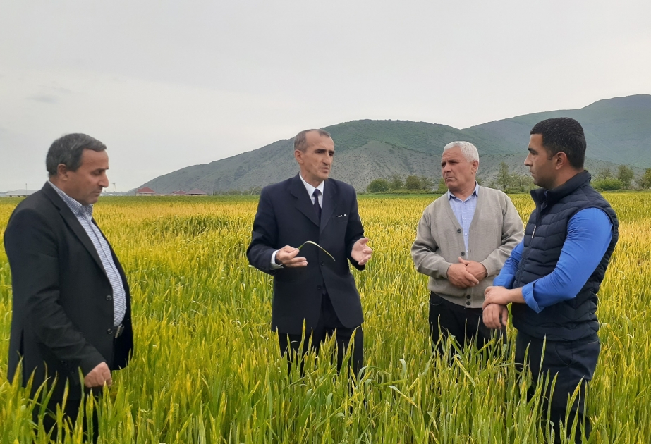 Şəkidə 63,8 min hektar taxıl sahəsində gəmiricilərə qarşı kimyəvi mübarizə tədbirləri aparılıb