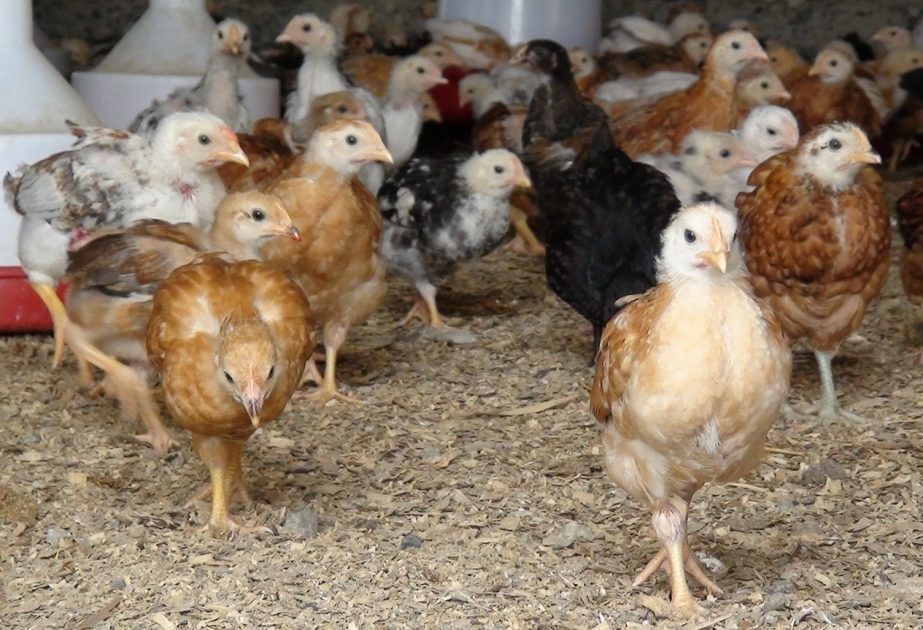 Geflügelfarm in Saatli Region erzielt hohen Gewinn aus Verkauf