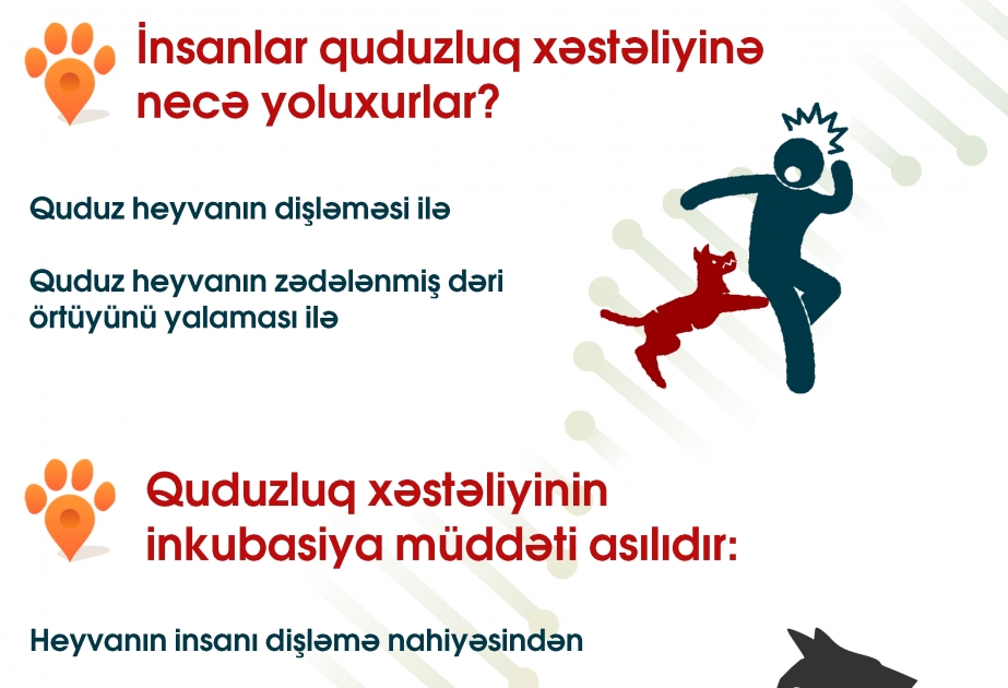 AQTA maarifləndirir: Quduzluq xəstəliyi və onun təhlükələri