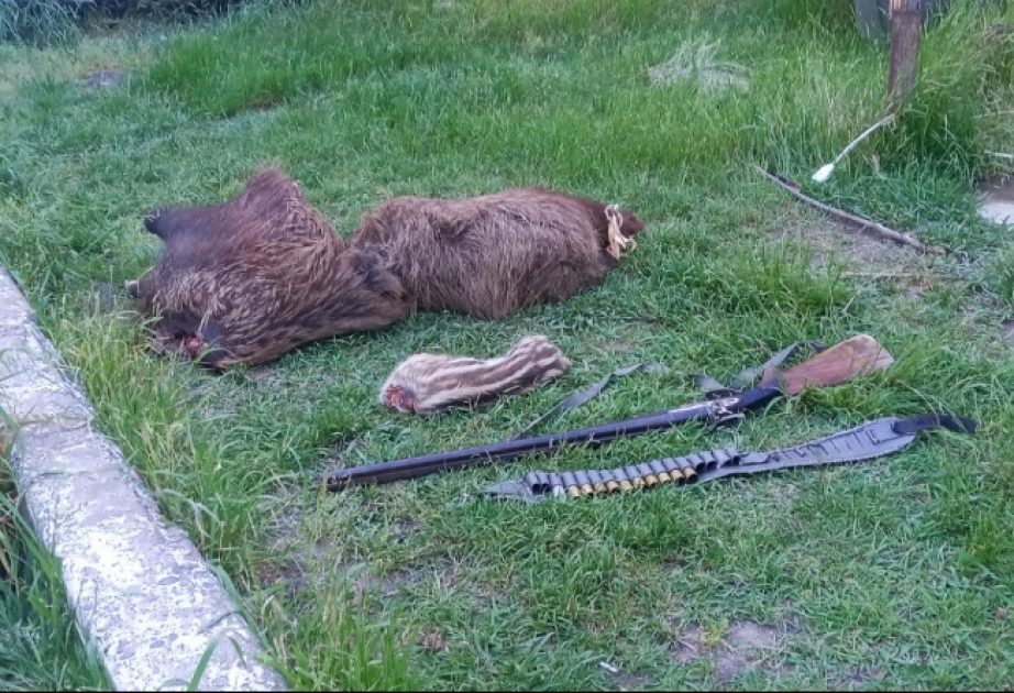 Milli Parkın ərazisində qanunsuz ov edən Masallı sakini saxlanılıb FOTO  VİDEO