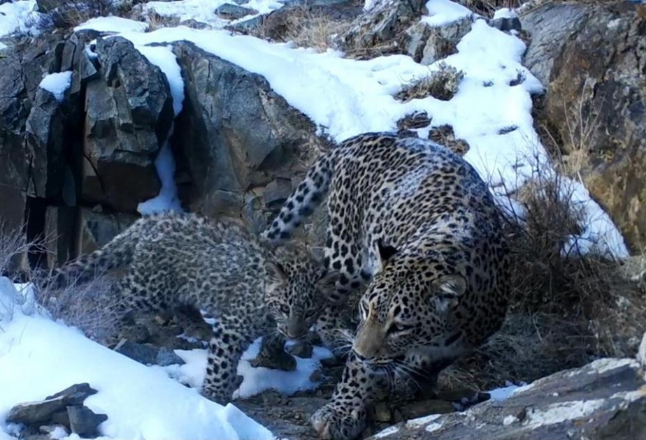 Nachitschewan: Im Zangazur Nationalpark per Kamerafallen zwei weitere neugeborene Leoparden erfasst