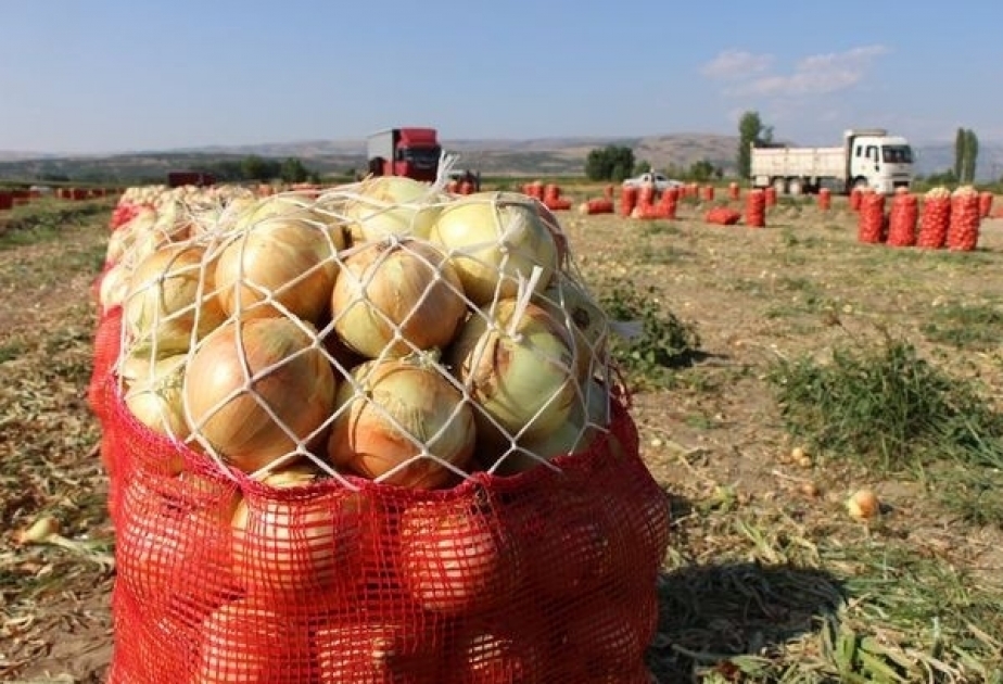 Azerbaiyán ha comenzado a exportar cebollas a países árabes