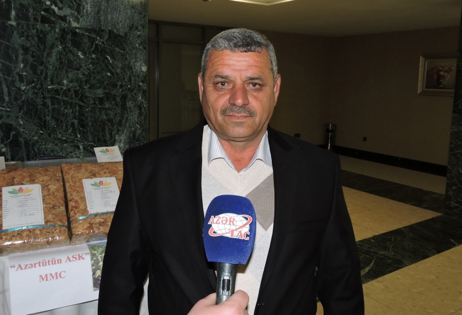 Balakənli fermer: Bu il 300 tondan çox yaşıl tütün istehsal etməyi qarşıma məqsəd qoymuşam