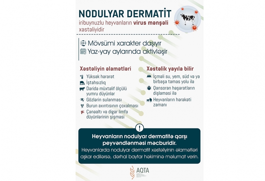 AQTA maarifləndirir: Nodulyar dermatit xəstəliyi ilə mübarizə necə aparılmalıdır?