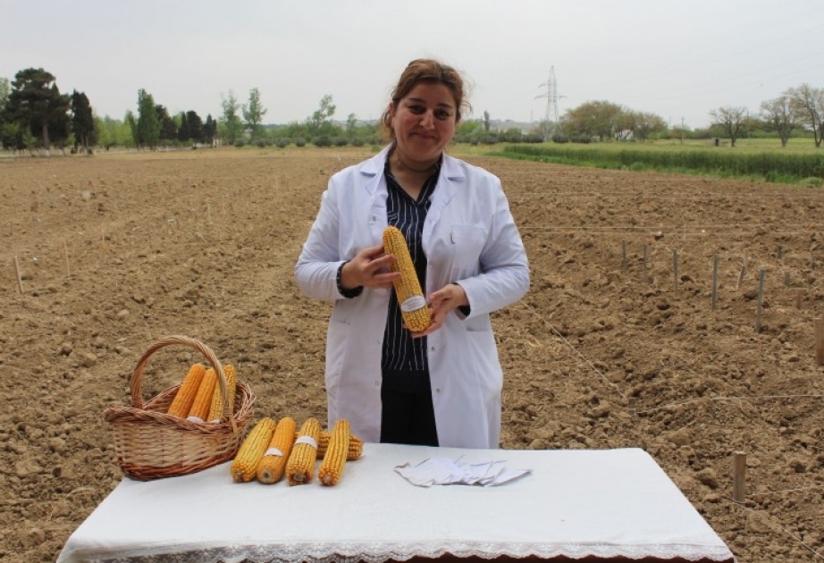 “Azərbaycanda hibrid qarğıdalı toxumçuluğunun təşkili” layihəsi həyata keçirilir