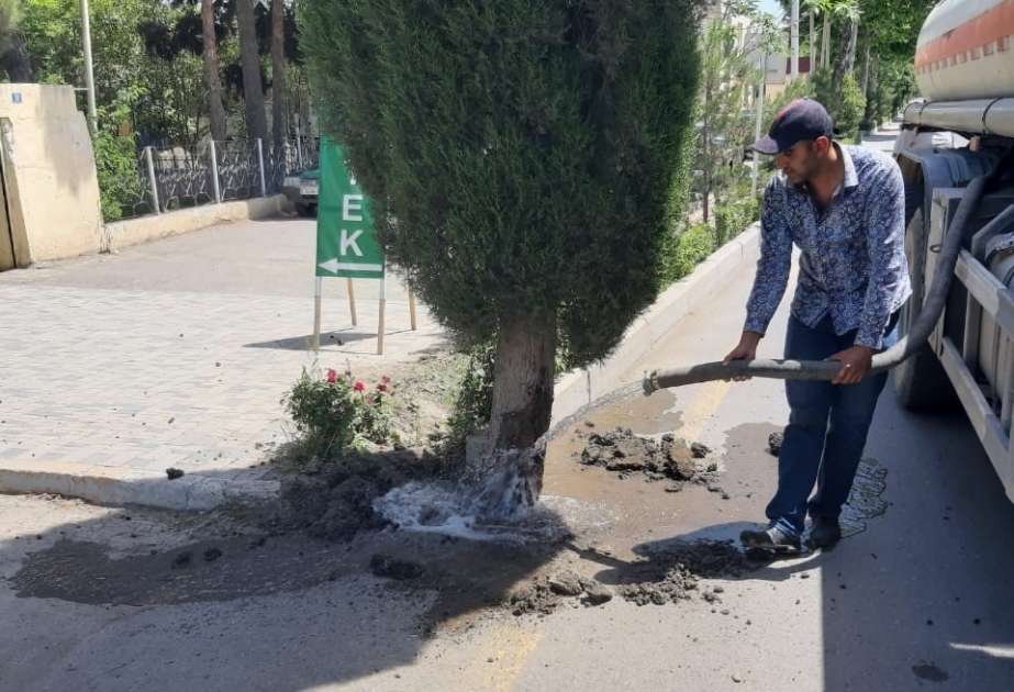 Tərtərdə ağacların dibi betonlandığına görə bələdiyyə sədri cərimələnib