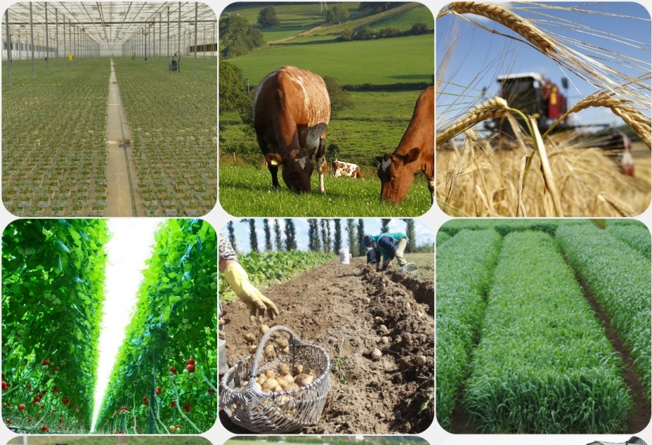 La valeur des produits agricoles fabriqués au Nakhtchivan constitue 42 millions 248 mille manats