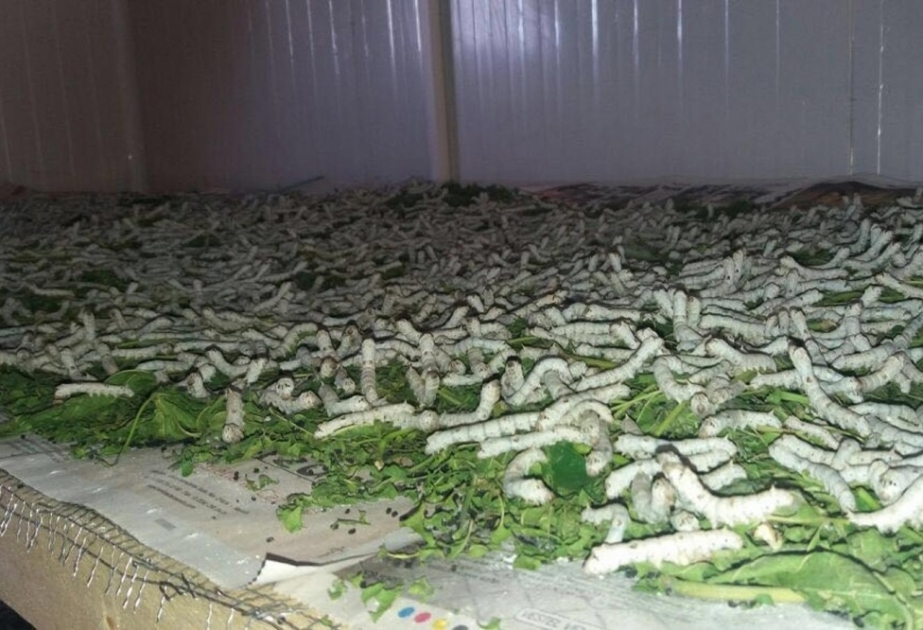 Laçınlı kümçülər bu il 400 kiloqram yaş barama istehsal etməyi nəzərdə tutublar