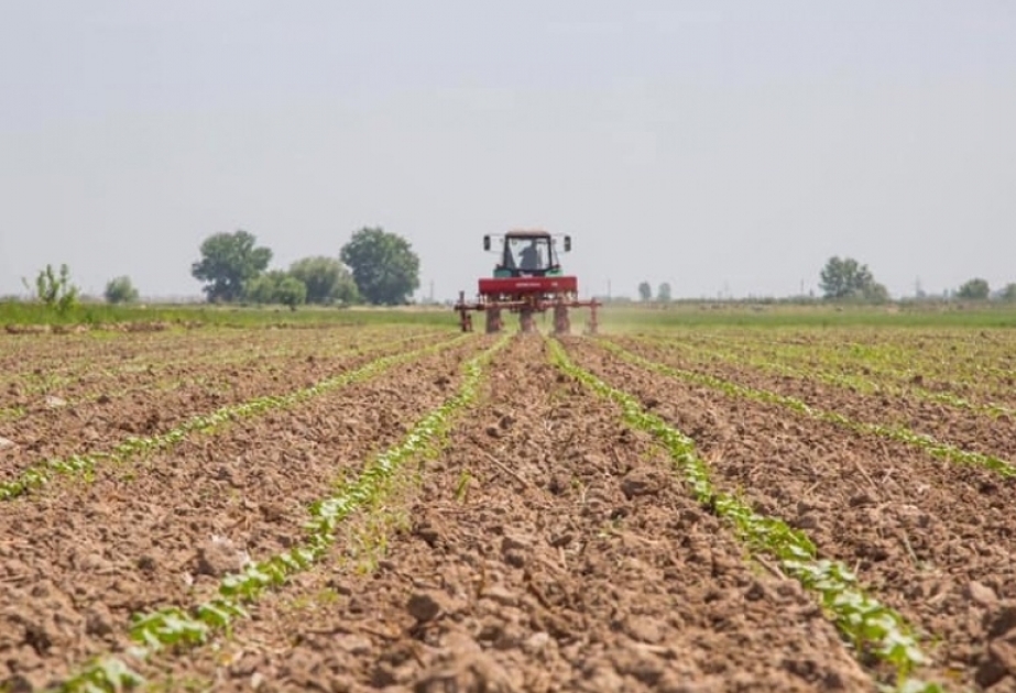 Beyləqanda çiyid səpini yekunlaşıb