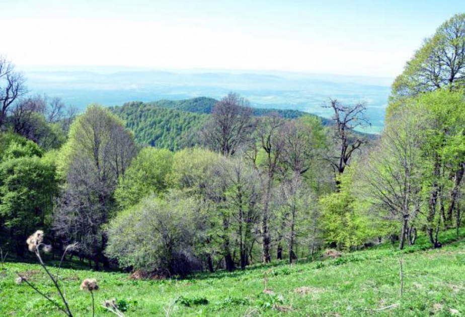 Oğuzda bir nəfər meşəlik ərazidə itkin düşüb