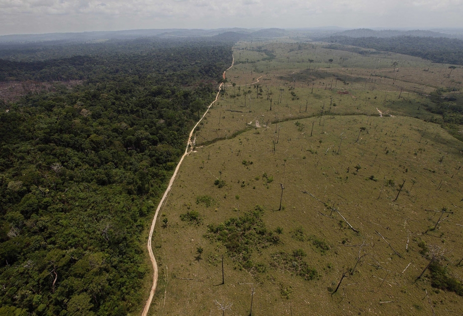 В Бразилии из-за вырубки лесов увеличатся выбросы парниковых газов
