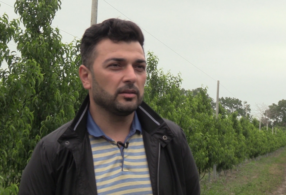 Qusarlı fermer: Rusiyanın böyük market şəbəkələri bizimlə ticarət əlaqələri qurur VİDEO