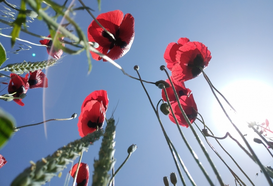 Les plaines d'Ismayilli envahies de coquelicots