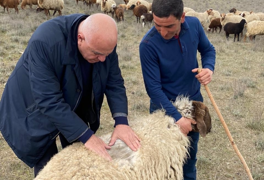Azərbaycan xalçaçılığının xammal bazası öyrənilir
